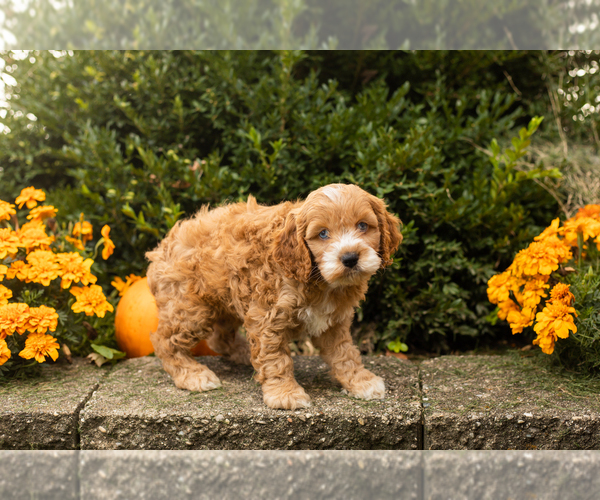 Medium Photo #9 Cocker Spaniel-Poodle (Miniature) Mix Puppy For Sale in NAPPANEE, IN, USA