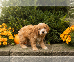 Small #8 Cocker Spaniel-Poodle (Miniature) Mix
