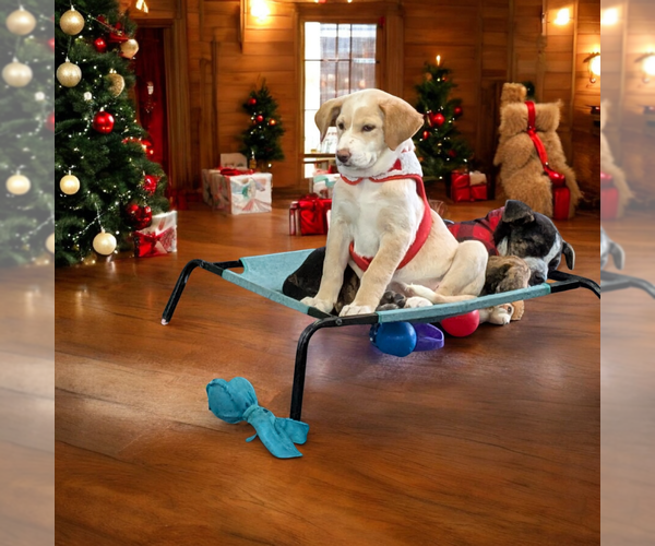 Medium Photo #2 Boxador Puppy For Sale in Vail, AZ, USA