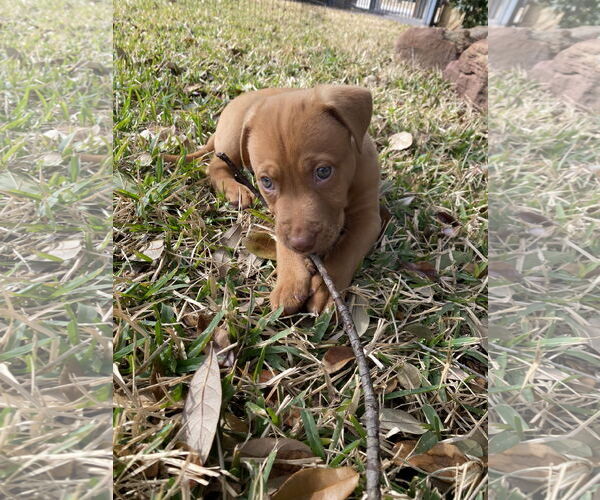 Medium Photo #3 Mutt Puppy For Sale in Euless, TX, USA