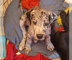 Puppy Lesvos Great Dane