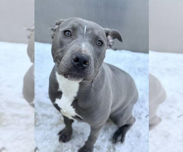 Medium Photo #5 Mutt Puppy For Sale in Crete, IL, USA