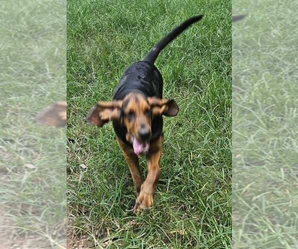 Medium Photo #5 Bloodhound Puppy For Sale in TOCCOA, GA, USA