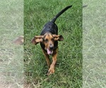 Small #4 Bloodhound