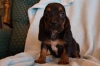 Small Photo #7 Basset Hound Puppy For Sale in ALFORD, IN, USA