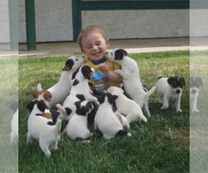 Jack Russell Terrier Puppy for Sale in MENIFEE, California USA