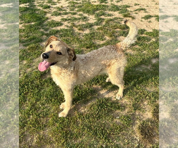 Medium Photo #5 Mutt Puppy For Sale in Evansville, IN, USA