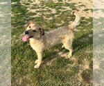 Small #4 Mutt