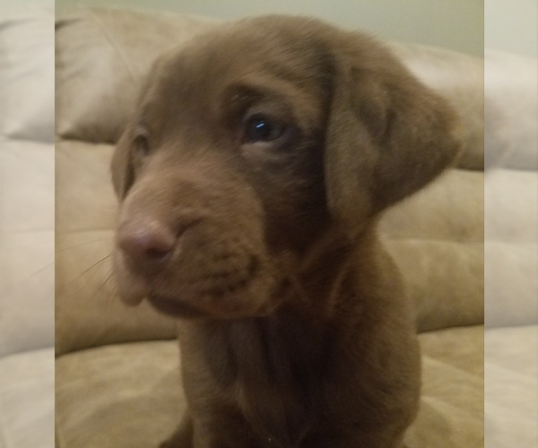 Medium Photo #1 Labrador Retriever Puppy For Sale in LA FAYETTE, IN, USA