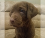 Small Photo #1 Labrador Retriever Puppy For Sale in LA FAYETTE, IN, USA