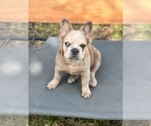 French Bulldog Puppy for Sale in MIAMI, Florida USA