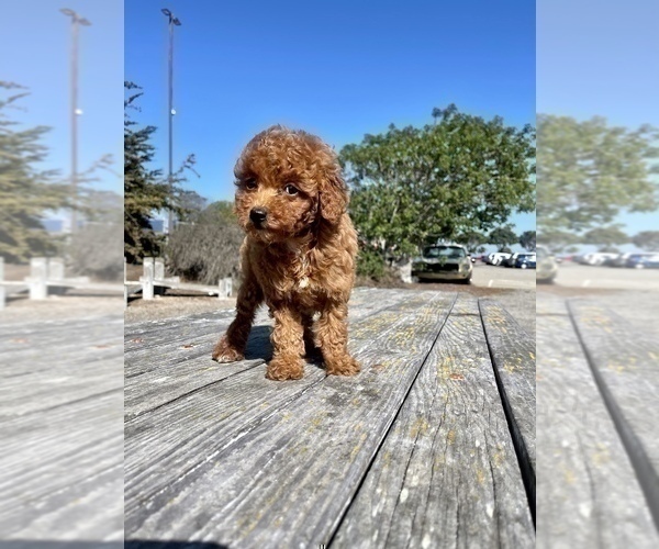 Medium Photo #30 Poodle (Toy) Puppy For Sale in HAYWARD, CA, USA