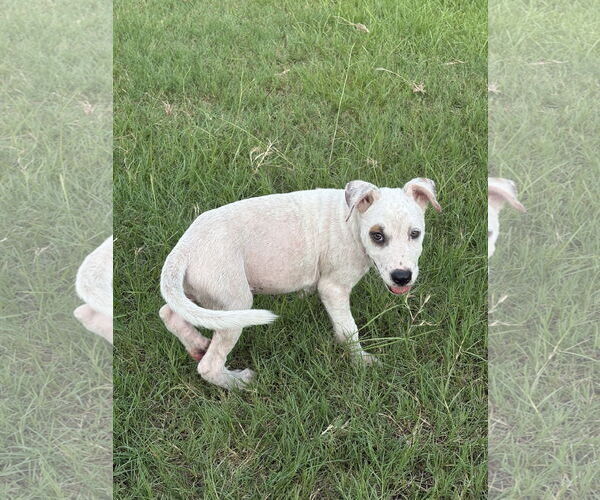 Medium Photo #3 Labrador Retriever-Unknown Mix Puppy For Sale in The Woodlands, TX, USA