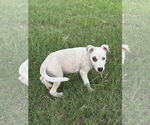 Small #2 Labrador Retriever Mix