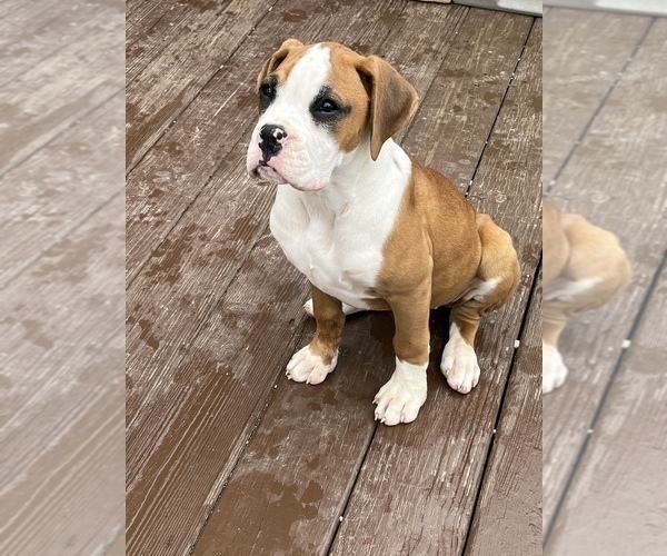 Medium Photo #2 Boxer Puppy For Sale in MURFREESBORO, TN, USA