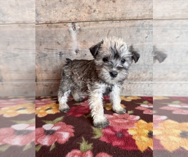 Medium Photo #13 Schnauzer (Miniature) Puppy For Sale in VERMONTVILLE, MI, USA