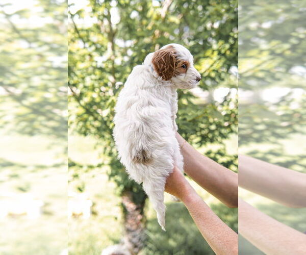 Medium Photo #14 Goldendoodle (Miniature) Puppy For Sale in FREDERICA, DE, USA