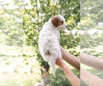 Small Photo #14 Goldendoodle (Miniature) Puppy For Sale in FREDERICA, DE, USA