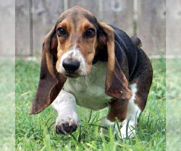 Medium Photo #2 Basset Hound Puppy For Sale in Deepwater, NJ, USA