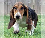 Small #1 Basset Hound