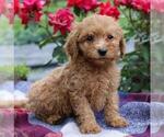 Small Photo #1 Goldendoodle-Poodle (Miniature) Mix Puppy For Sale in GAP, PA, USA