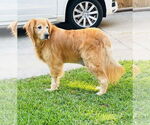 Small #2 Golden Retriever