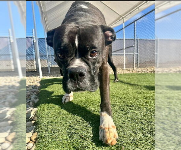 Medium Photo #3 Boxer Puppy For Sale in Evansville, IN, USA