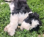 Puppy Billy Lt Green Border Collie-Sheepadoodle Mix