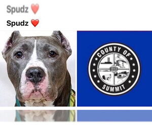 Medium American Staffordshire Terrier Mix
