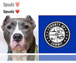 Small American Staffordshire Terrier Mix