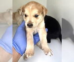 Small Photo #2 Labrador Retriever-Unknown Mix Puppy For Sale in Houston, TX, USA