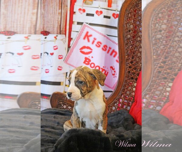 Medium Photo #11 Mutt Puppy For Sale in Wakefield, RI, USA