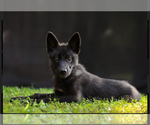 Small Photo #4 Wolf Hybrid Puppy For Sale in FORT PAYNE, AL, USA