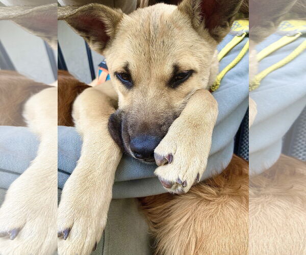 Medium Photo #3 Mutt Puppy For Sale in Sandy, UT, USA