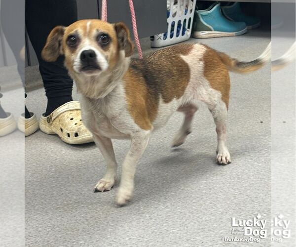 Medium Photo #2 Jack-A-Bee Puppy For Sale in Washington, DC, USA