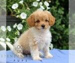 Small Cavapoo