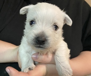 West Highland White Terrier Puppy for sale in SPRINGFIELD, MA, USA