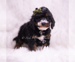 Small #2 Poodle (Toy)