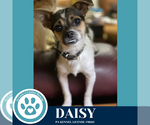 Small #3 Chihuahua Mix