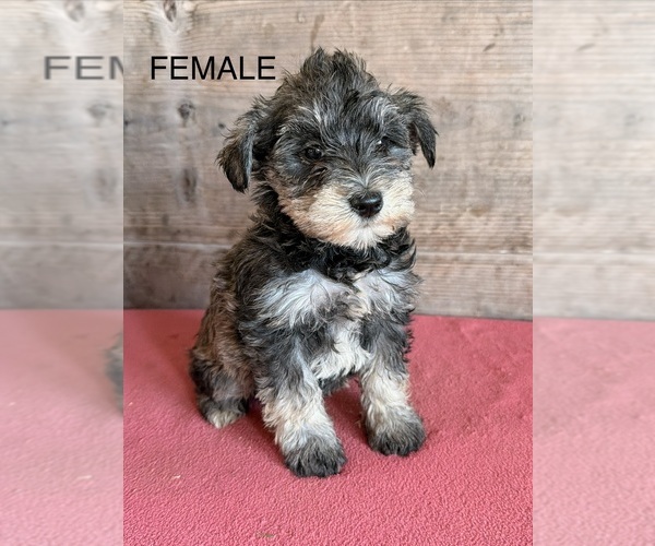 Medium Photo #7 Schnauzer (Miniature) Puppy For Sale in VERMONTVILLE, MI, USA