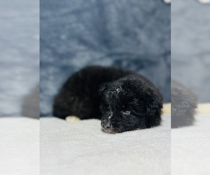Siberian Husky Puppy for sale in HEMET, CA, USA