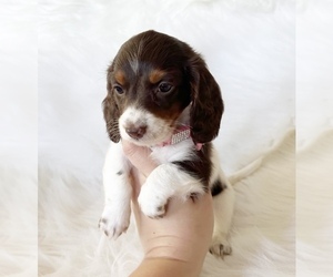 Dachshund Puppy for sale in DAVIS, CA, USA