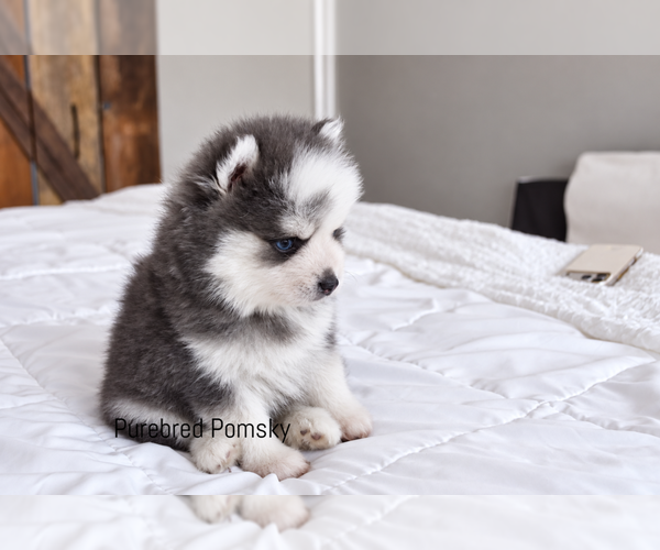 Medium Photo #2 Pomsky Puppy For Sale in KANSAS CITY, MO, USA