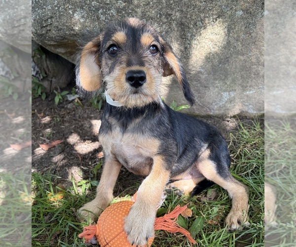 Medium Photo #2 Schnoodle (Miniature) Puppy For Sale in MIDDLEBURY, IN, USA