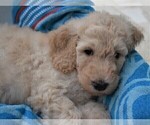 Small #7 Poodle (Standard)