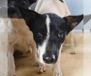 Mutt Dogs for adoption in San Antonio, TX, USA