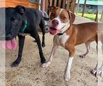 Small #2 American Pit Bull Terrier Mix