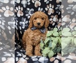 Small #2 Goldendoodle (Miniature)