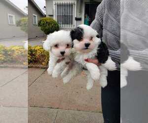 Shih Tzu Puppy for sale in SAN LEANDRO, CA, USA