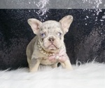 Small #3 French Bulldog